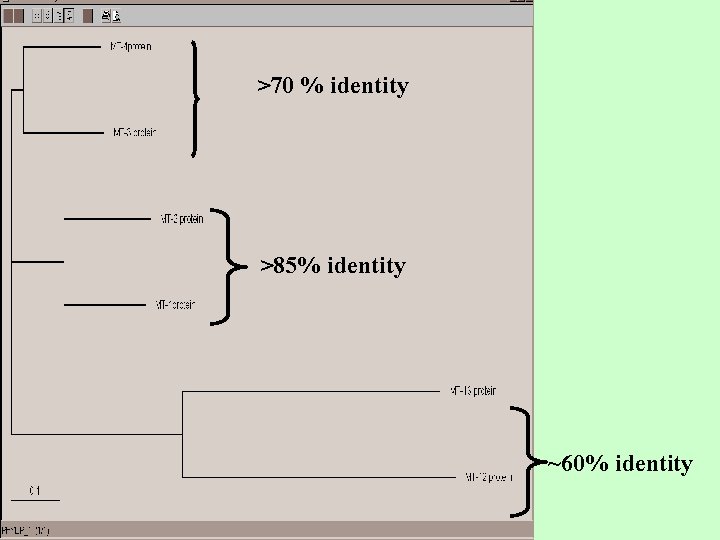 >70 % identity >85% identity ~60% identity 