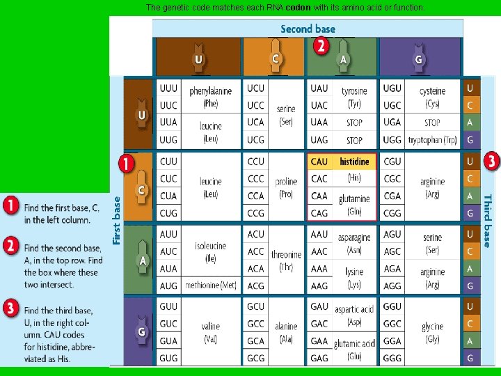 The genetic code matches each RNA codon with its amino acid or function. 