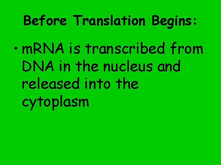 Before Translation Begins: • m. RNA is transcribed from DNA in the nucleus and