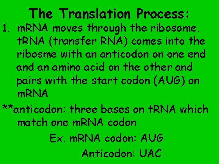 The Translation Process: 1. m. RNA moves through the ribosome. t. RNA (transfer RNA)