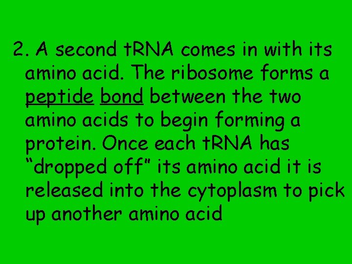 2. A second t. RNA comes in with its amino acid. The ribosome forms