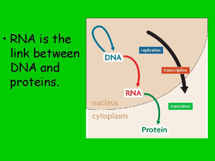 • RNA is the link between DNA and proteins. replication transcription translation 
