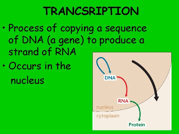 TRANCSRIPTION • Process of copying a sequence of DNA (a gene) to produce a