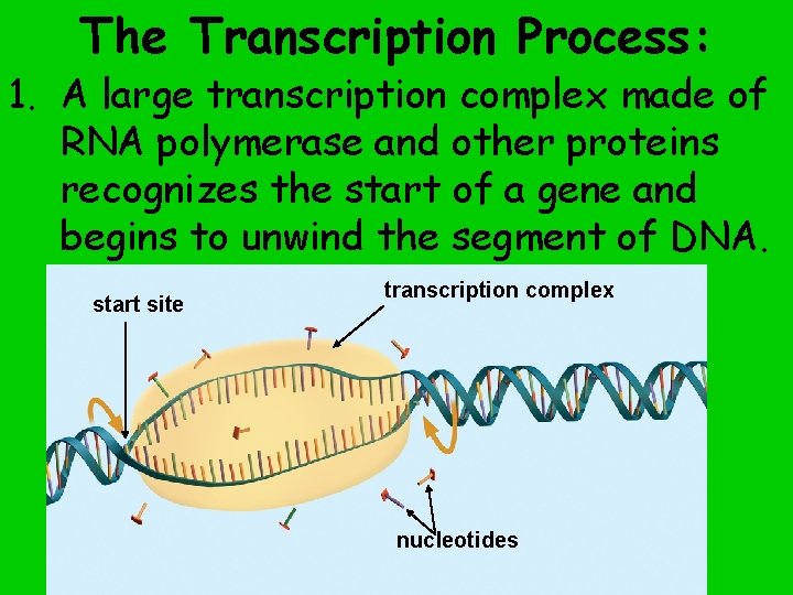 The Transcription Process: 1. A large transcription complex made of RNA polymerase and other