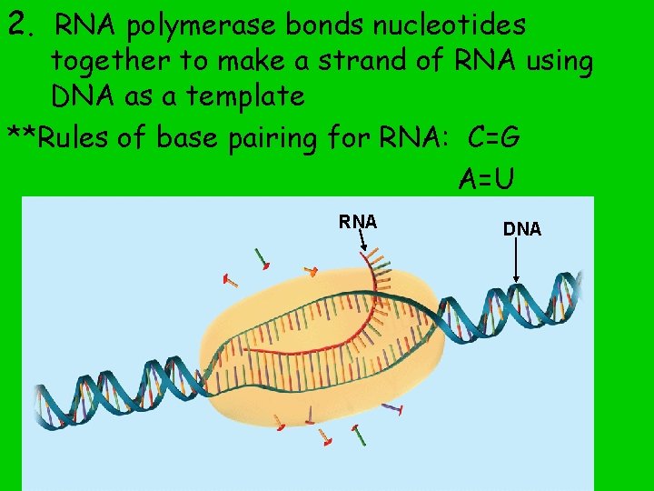 2. RNA polymerase bonds nucleotides together to make a strand of RNA using DNA