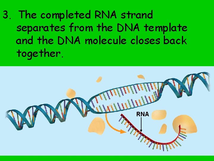 3. The completed RNA strand separates from the DNA template and the DNA molecule