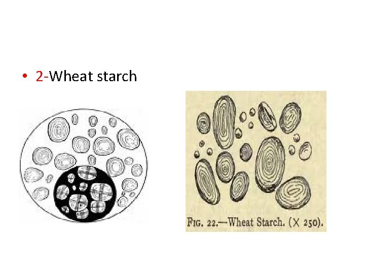  • 2 -Wheat starch 