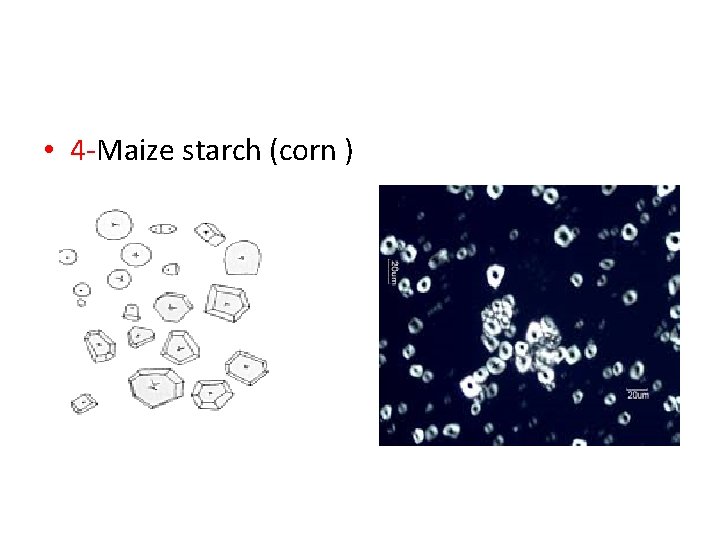  • 4 -Maize starch (corn ) 