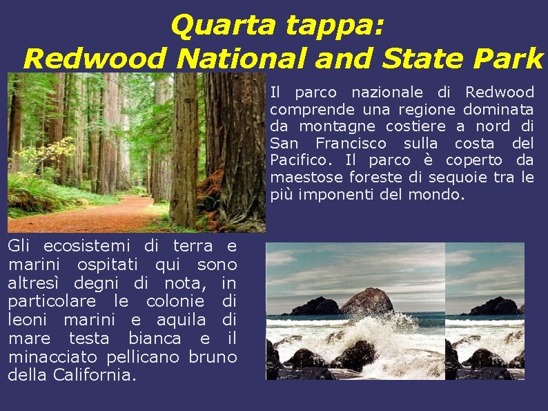 Quarta tappa: Redwood National and State Park Il parco nazionale di Redwood comprende una