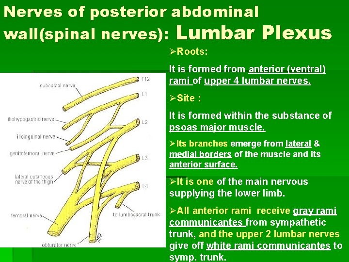 Nerves of posterior abdominal wall(spinal nerves): Lumbar Plexus ØRoots: It is formed from anterior