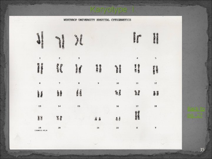 Karyotype I Back to pg. 27 35 