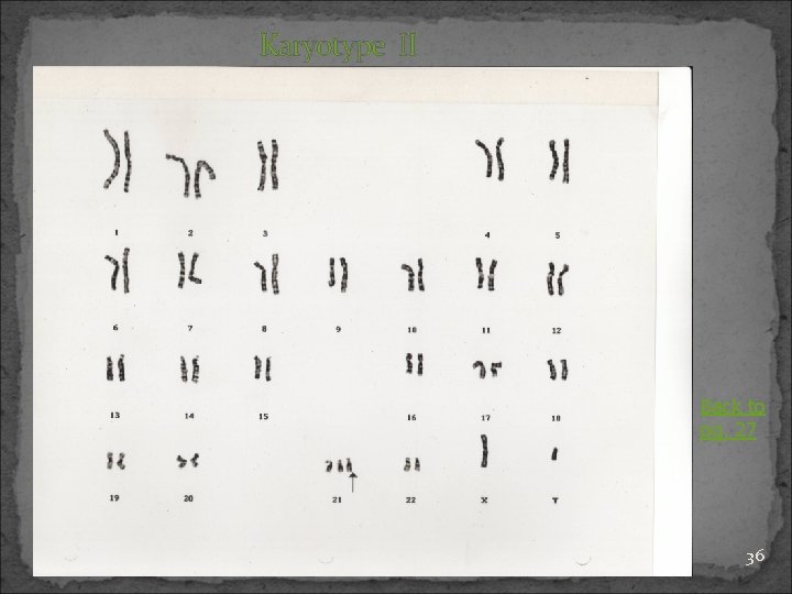 Karyotype II Back to pg. 27 36 