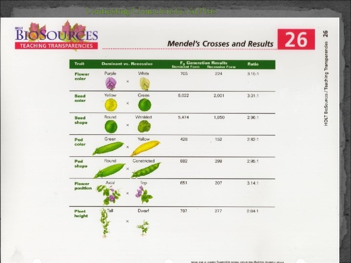 Contrasting Characteristics in Peas 48 