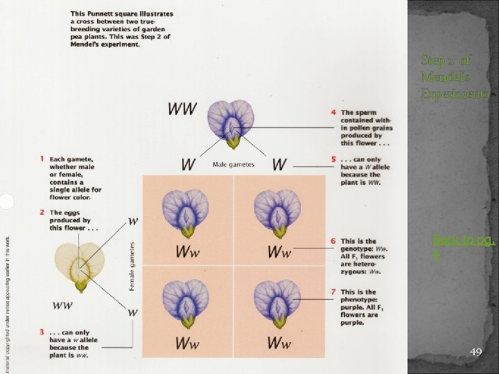 Step 2 of Mendel’s Experiments Back to pg. 4 49 