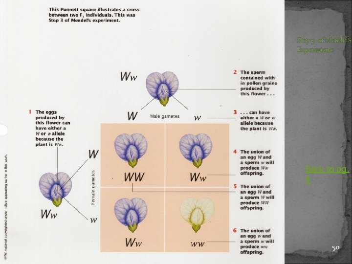 Step 3 of Mendel’s Experiments Back to pg. 4 50 