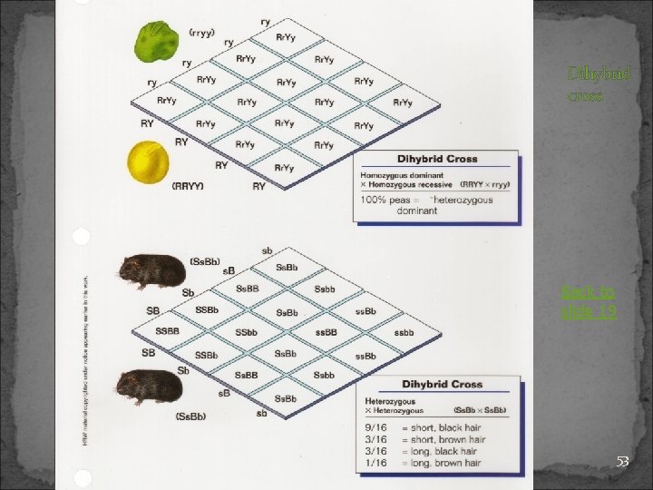 Dihybrid cross Back to slide 19 53 