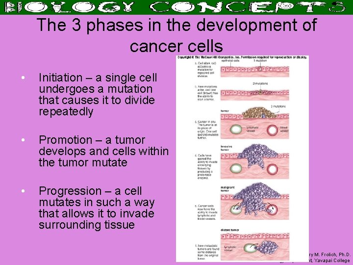 The 3 phases in the development of cancer cells • Initiation – a single