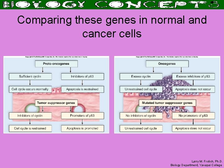 Comparing these genes in normal and cancer cells Larry M. Frolich, Ph. D. Biology