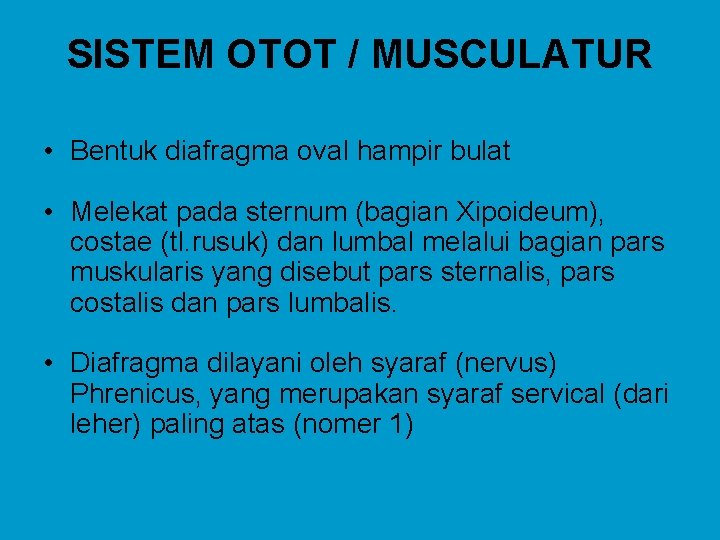 SISTEM OTOT / MUSCULATUR • Bentuk diafragma oval hampir bulat • Melekat pada sternum