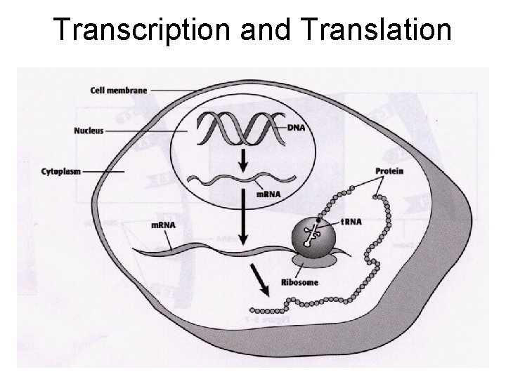 Transcription and Translation Transcription and Translation