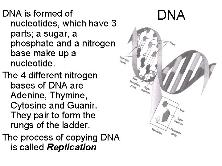 DNA is formed of nucleotides, which have 3 parts; a sugar, a phosphate and DNA is formed of nucleotides, which have 3 parts; a sugar, a phosphate and