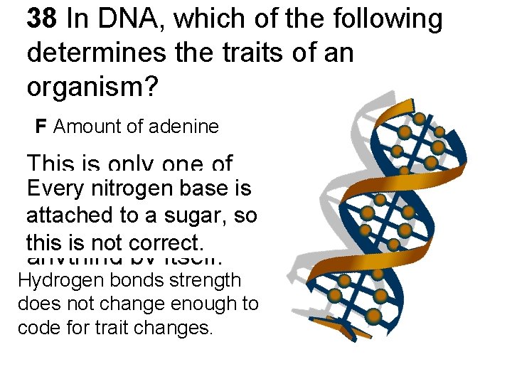 38 In DNA, which of the following determines the traits of an organism? F 38 In DNA, which of the following determines the traits of an organism? F