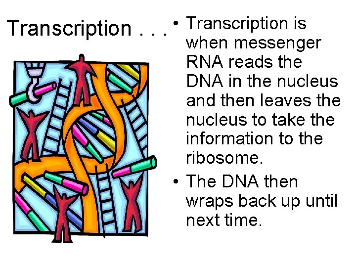 Transcription. . . • Transcription is when messenger RNA reads the DNA in the Transcription. . . • Transcription is when messenger RNA reads the DNA in the