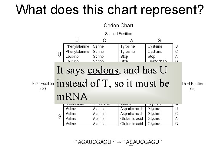What does this chart represent? It says codons, and has U instead of T, What does this chart represent? It says codons, and has U instead of T,