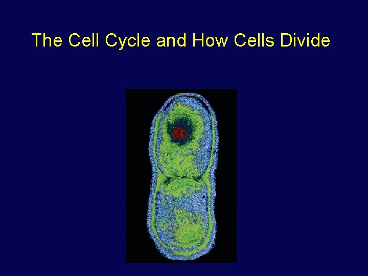 The Cell Cycle and How Cells Divide 