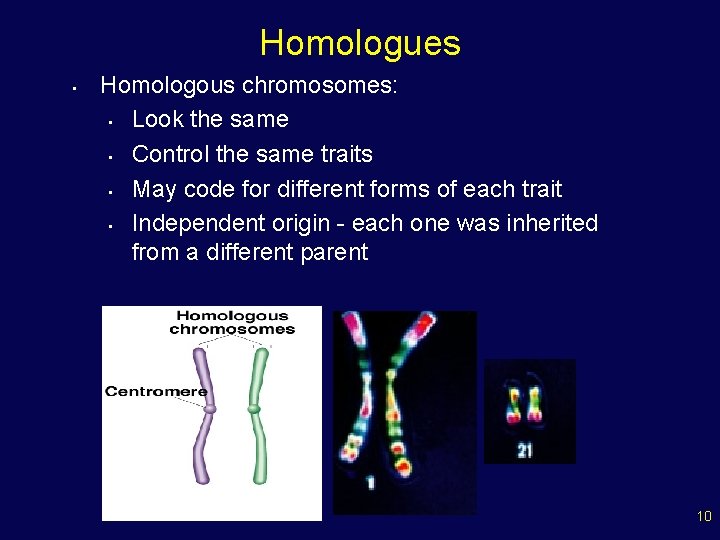 Homologues • Homologous chromosomes: • Look the same • Control the same traits •