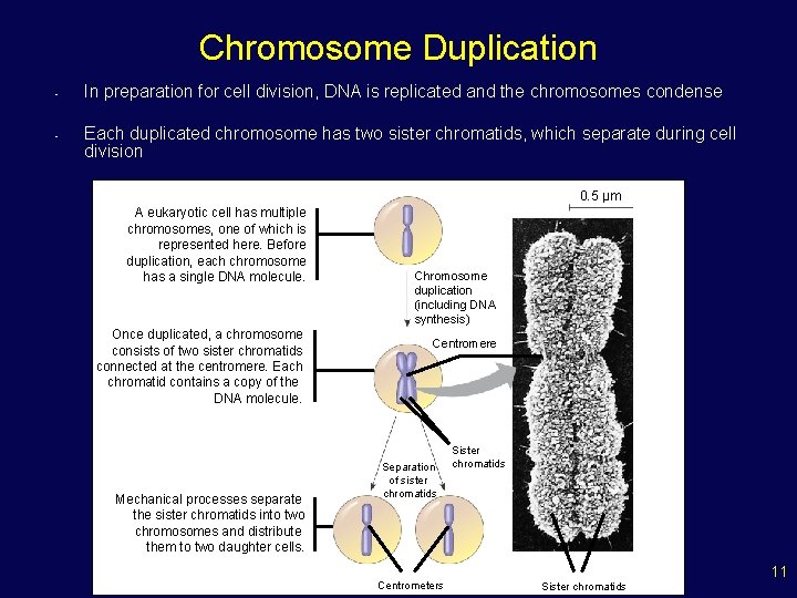 Chromosome Duplication • • In preparation for cell division, DNA is replicated and the