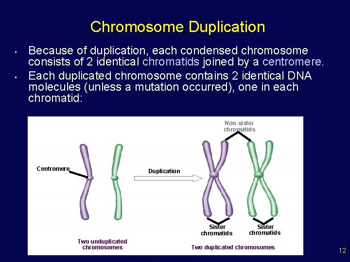 Chromosome Duplication • • Because of duplication, each condensed chromosome consists of 2 identical