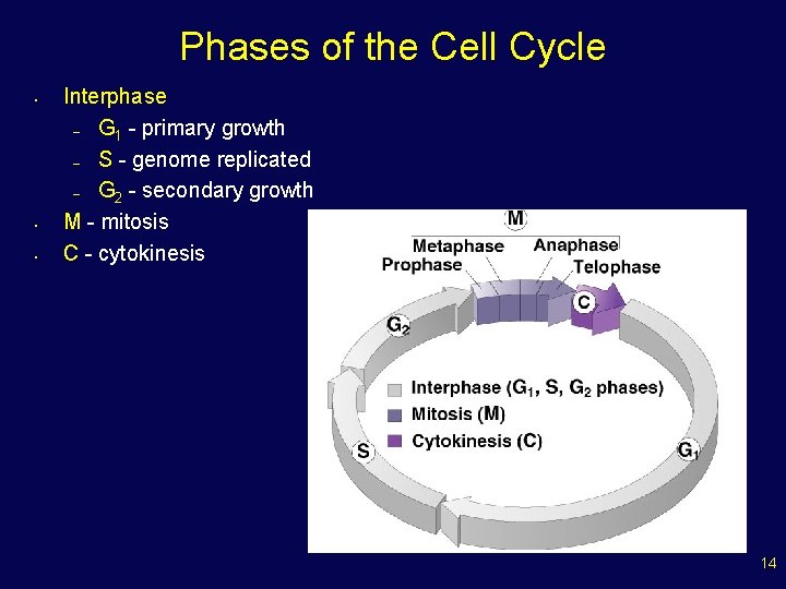 Phases of the Cell Cycle • • • Interphase – G 1 - primary