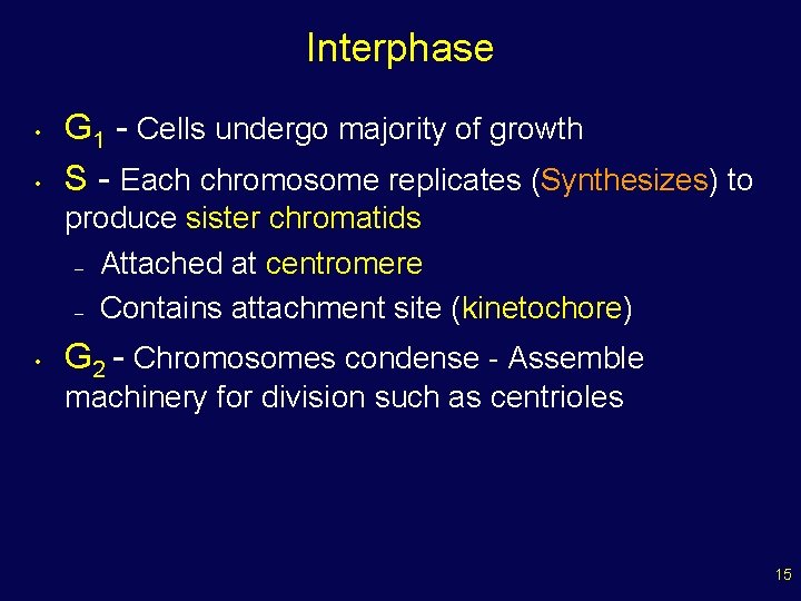 Interphase • • G 1 - Cells undergo majority of growth S - Each