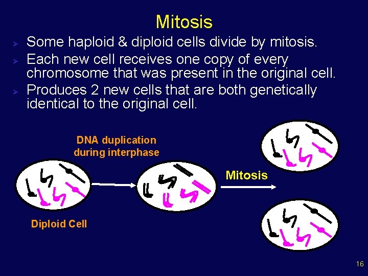 Mitosis Ø Ø Ø Some haploid & diploid cells divide by mitosis. Each new