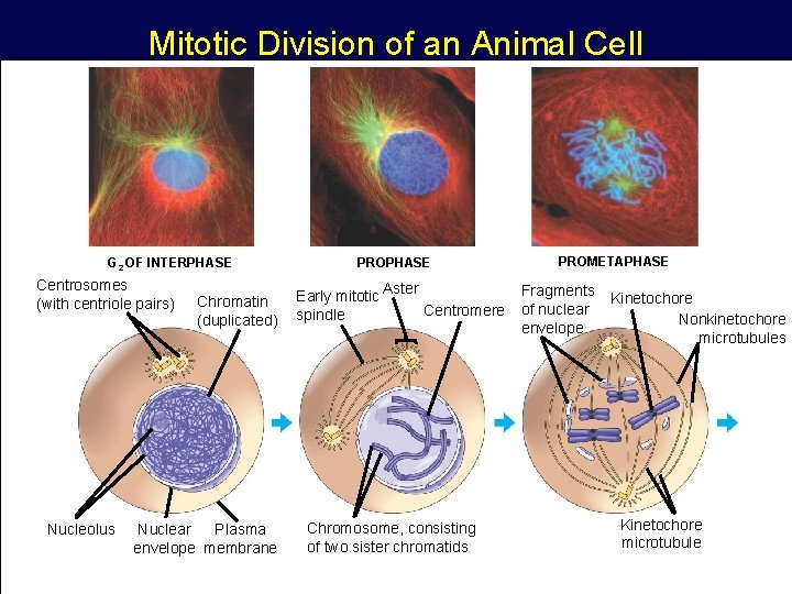 Mitotic Division of an Animal Cell G 2 OF INTERPHASE Centrosomes (with centriole pairs)