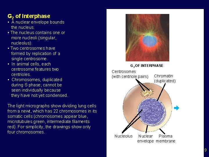 G 2 of Interphase • A nuclear envelope bounds the nucleus. • The nucleus