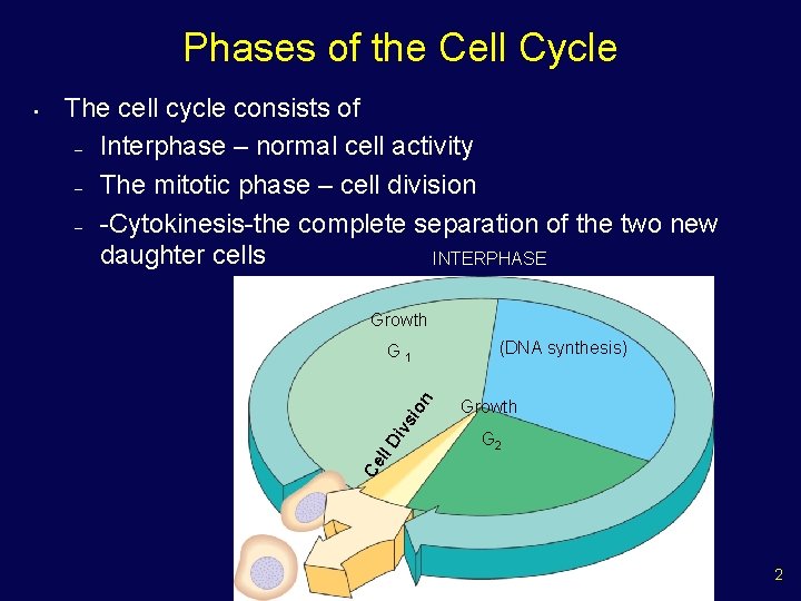 Phases of the Cell Cycle The cell cycle consists of – Interphase – normal