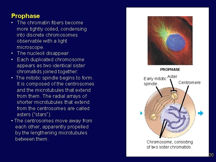 Prophase • The chromatin fibers become more tightly coiled, condensing into discrete chromosomes observable