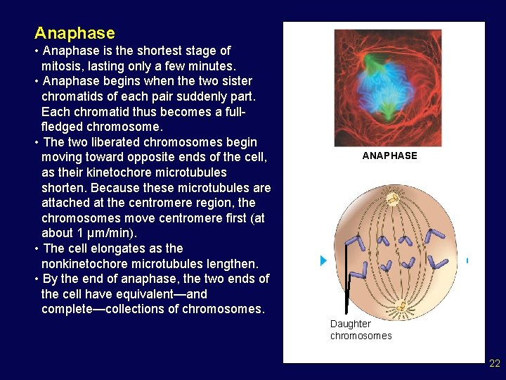 Anaphase • Anaphase is the shortest stage of mitosis, lasting only a few minutes.