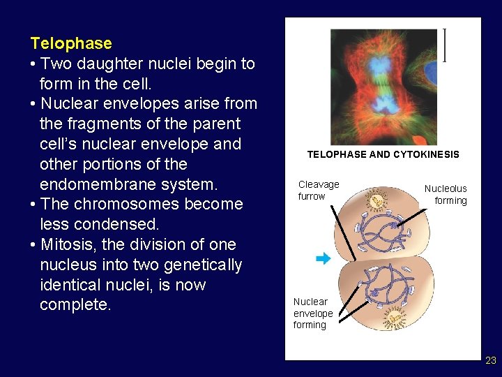 Telophase • Two daughter nuclei begin to form in the cell. • Nuclear envelopes