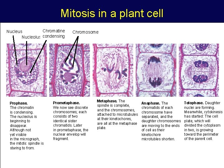 Mitosis in a plant cell Chromatine Nucleus Nucleolus condensing 1 Prophase. The chromatin is