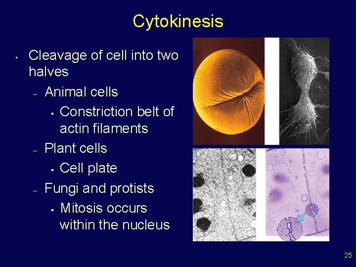 Cytokinesis • Cleavage of cell into two halves – Animal cells § Constriction belt