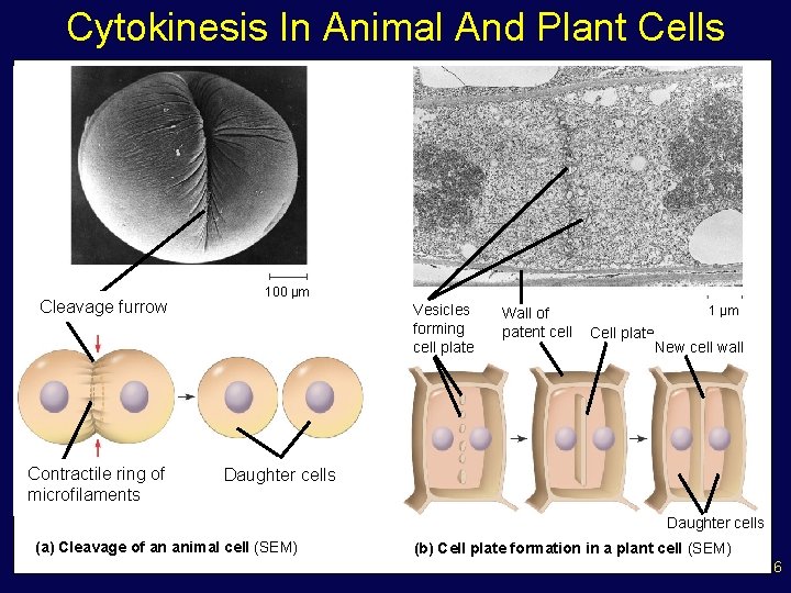 Cytokinesis In Animal And Plant Cells Cleavage furrow Contractile ring of microfilaments 100 µm