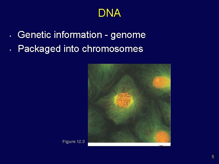 DNA • • Genetic information - genome Packaged into chromosomes Figure 12. 3 50