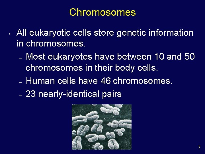 Chromosomes • All eukaryotic cells store genetic information in chromosomes. – Most eukaryotes have