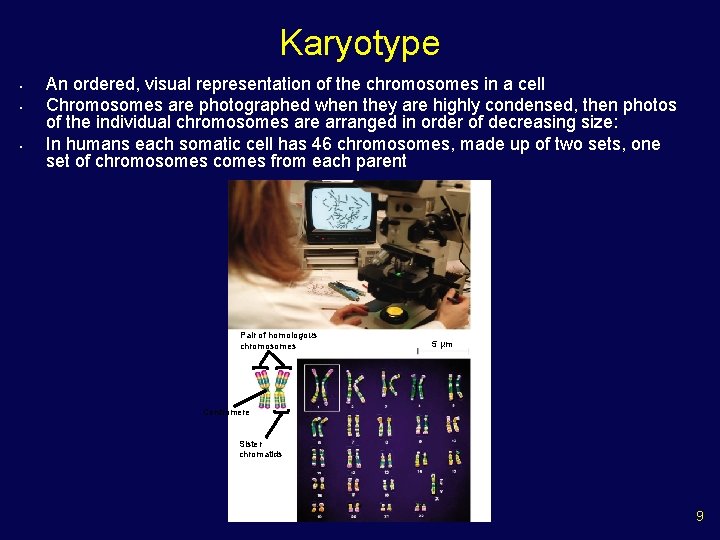 Karyotype • • • An ordered, visual representation of the chromosomes in a cell