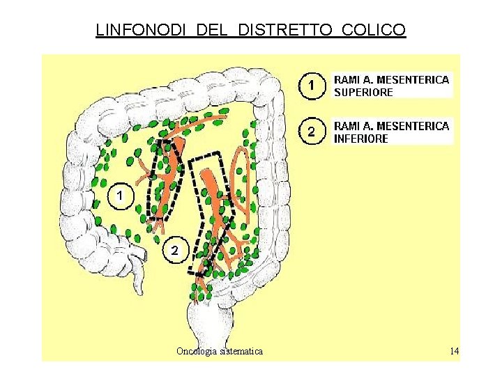 LINFONODI DEL DISTRETTO COLICO Oncologia sistematica 14 