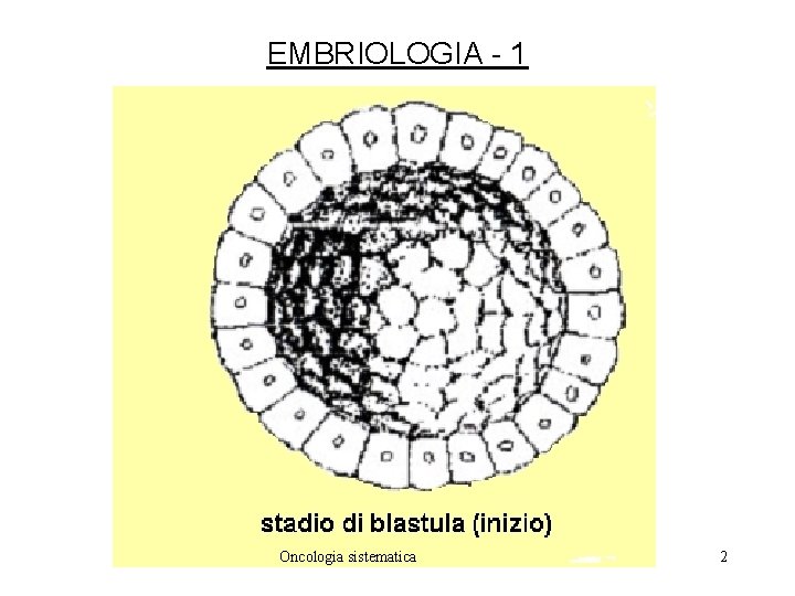 EMBRIOLOGIA - 1 Oncologia sistematica 2 