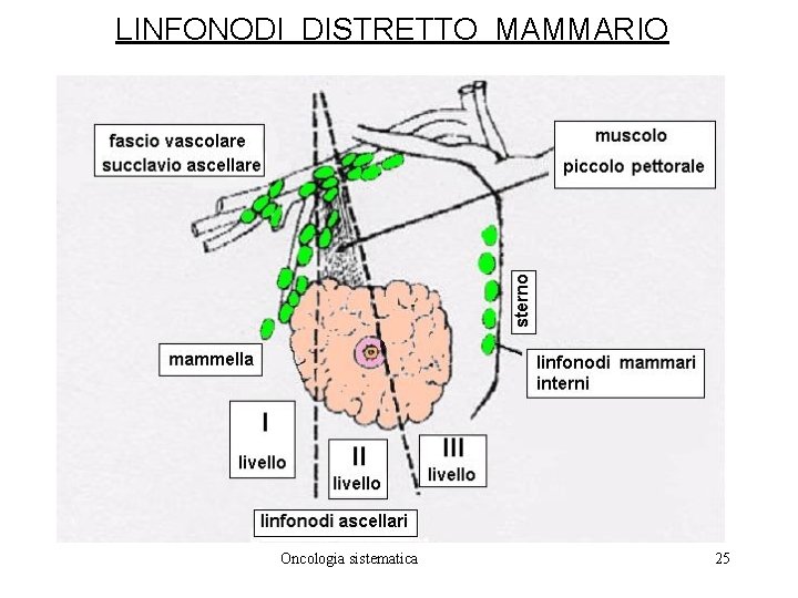 LINFONODI DISTRETTO MAMMARIO Oncologia sistematica 25 